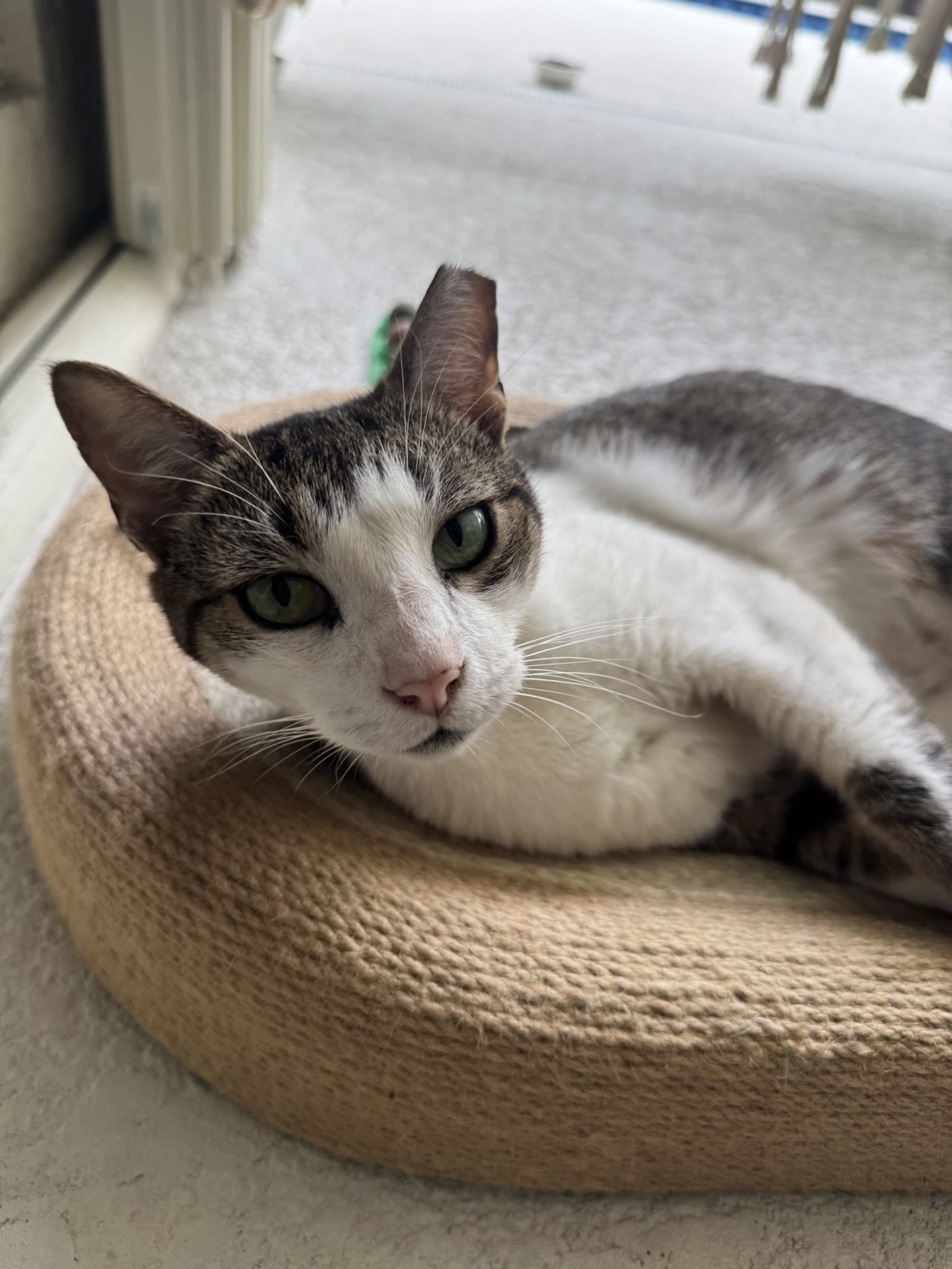 Tabby and white cat resting in a cozy bed by the window