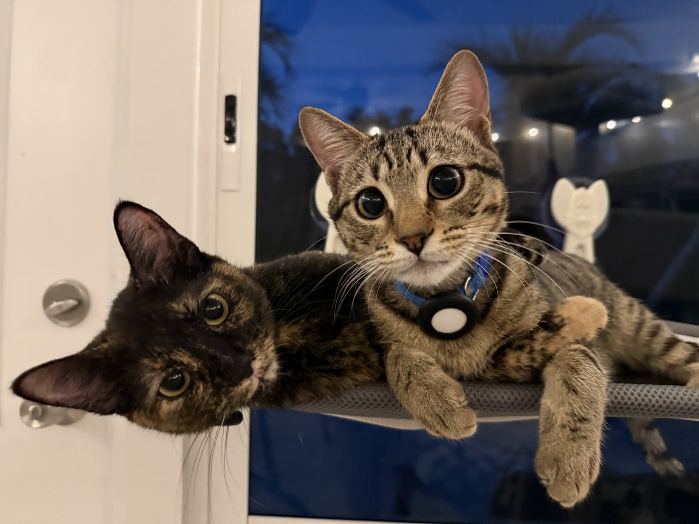 Two tabby cats relaxing together on a window perch