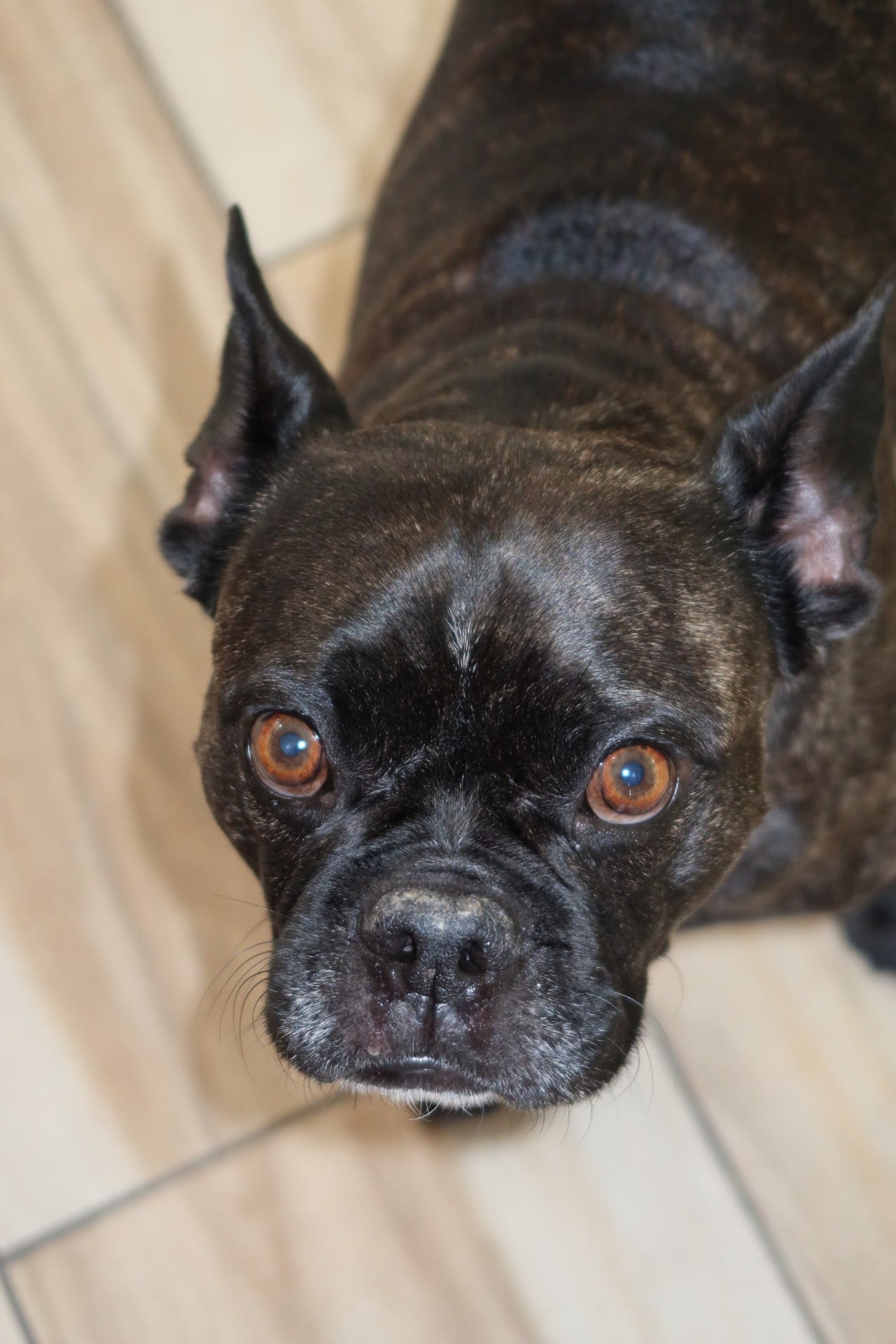 Brindle French bulldog looking up at the camera