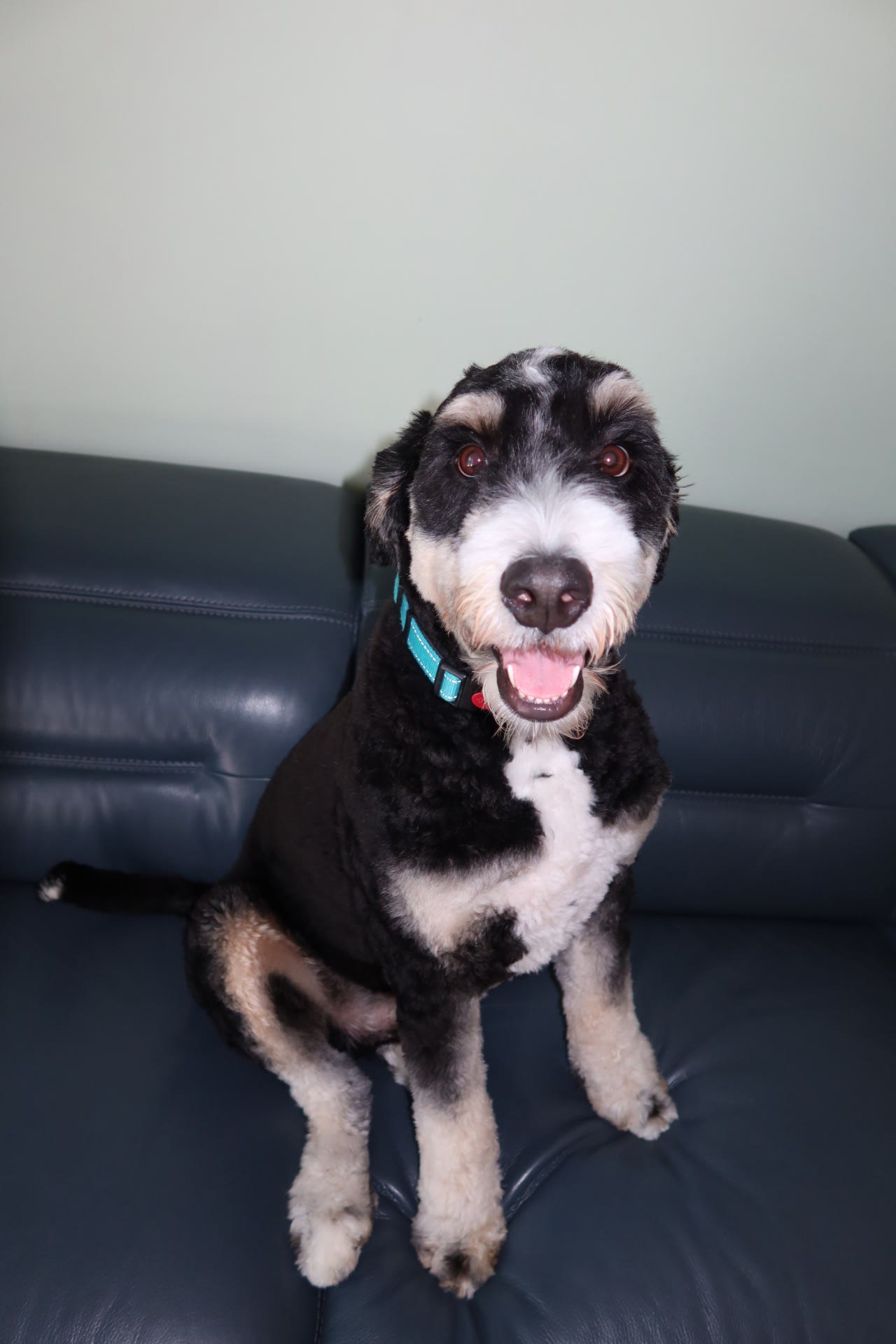 Black and tan doodle sitting happily on the sofa