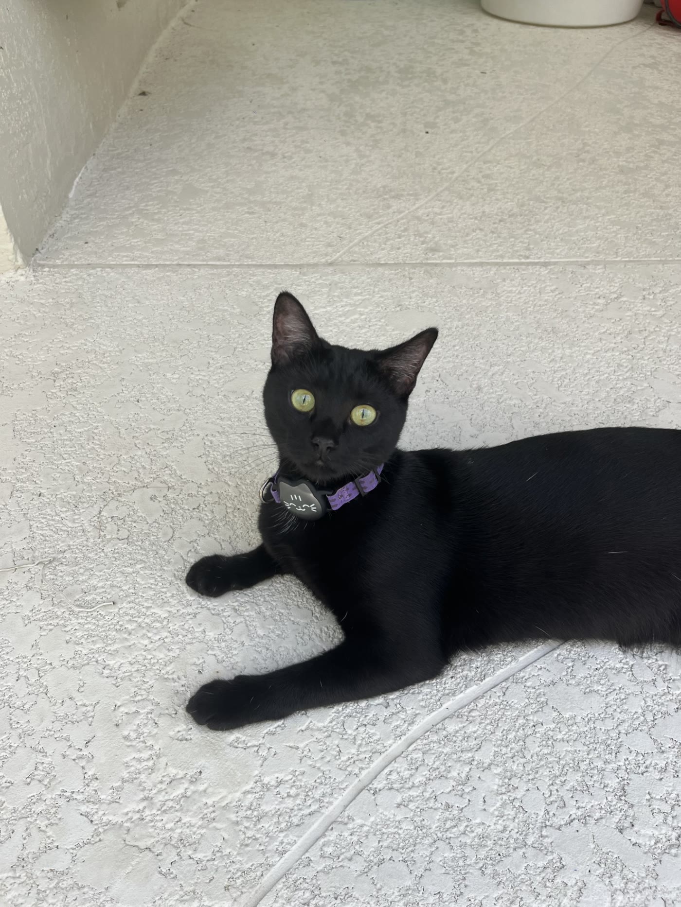 Black cat lounging on a sunny patio