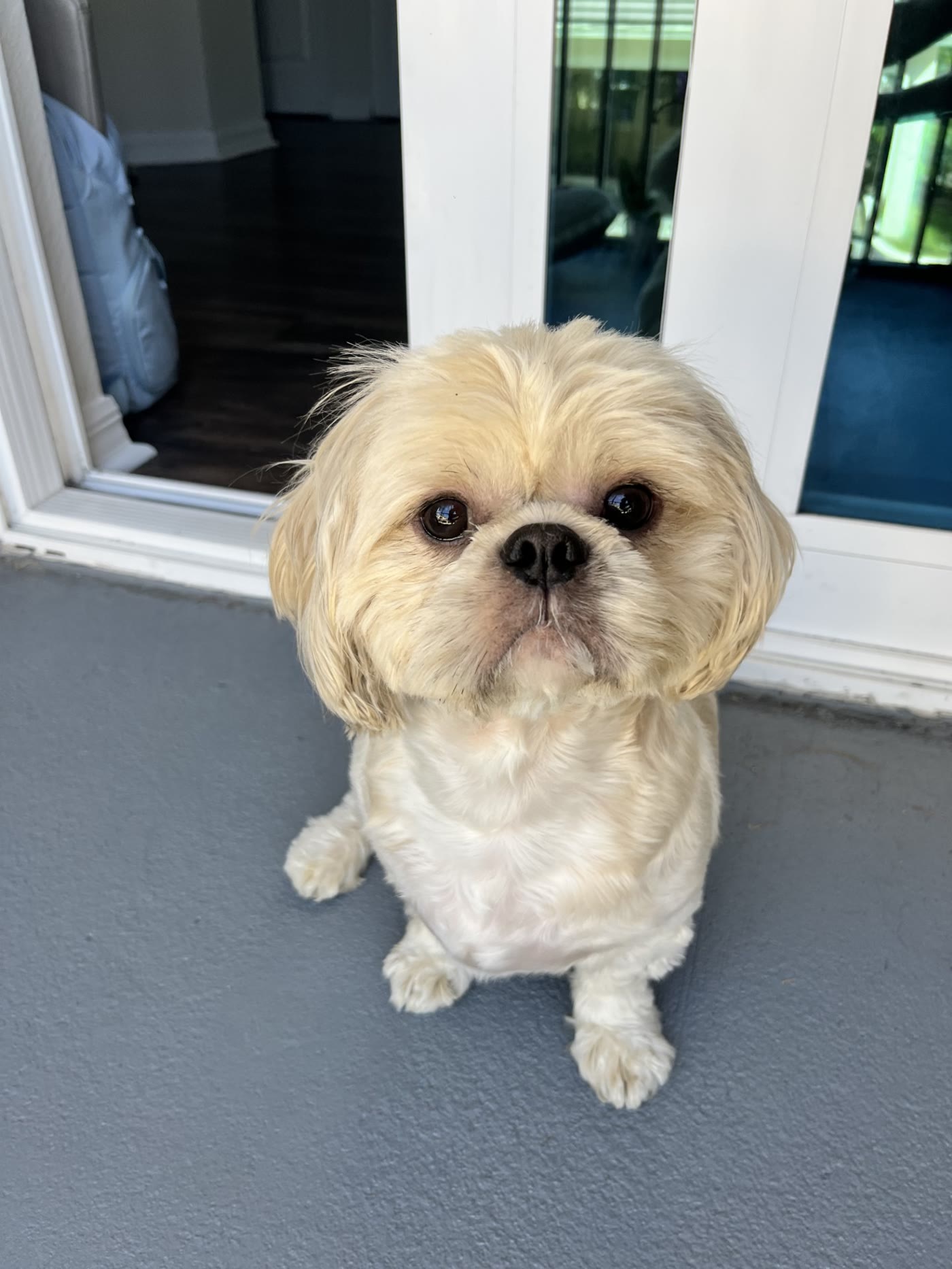 Cream Shih Tzu sitting patiently by the back door